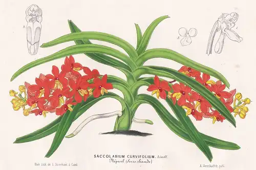 Saccolabium Curvifolium - Nepal Asia flowers Blume Blumen Botanik Botanical Botany