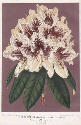 Rhododendrum Archiduc Etienne - flowers Blume Blumen Botanik Botanical Botany