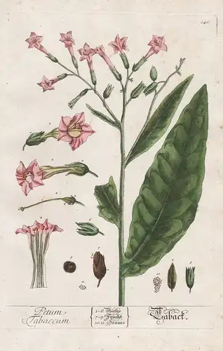 Petum Tabaccum - Taback - Nicotiana Tabak tobacco plants Pflanze plant botanical botany Kräuter herbs flower f