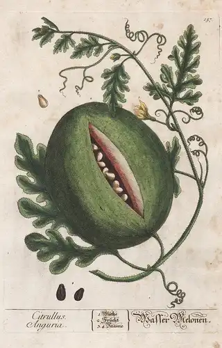Citrullus Anguria - Wasser Melone - Melon Melone Watermelon Wassermelone Angurie Obst fruit Pflanze plant bota