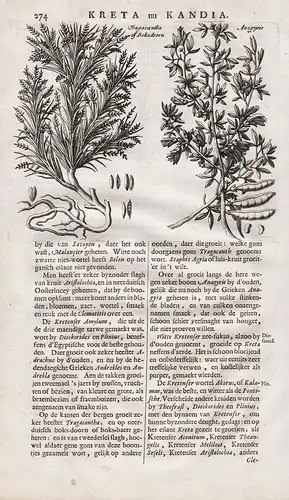 Tragacantha of Bokxdoorn - Kreta Crete Anagyris foetida Stinkstrauch Bocksdorn Lycium barbarum Greece Griechen