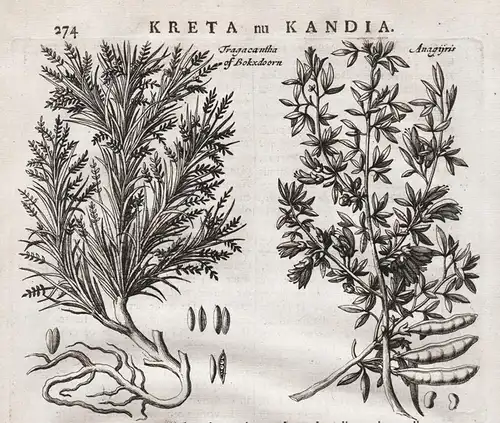 Tragacantha of Bokxdoorn - Kreta Crete Anagyris foetida Stinkstrauch Bocksdorn Lycium barbarum Greece Griechen