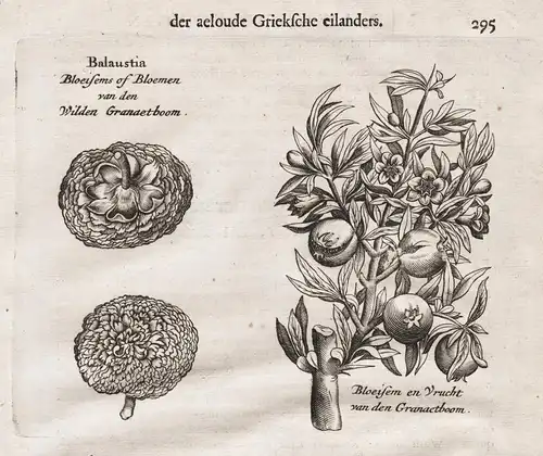 Balaustia. Bleoisems of Bloemen van den Wilden Granaetboom - Granatapfel pomegranate tree botany Botanik botan