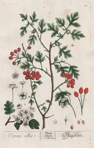 Spina alba - Hagedorn - Weißdorne Crataegus hawthorn quickthorn Pflanze plant botanical botany Kräuter herbs f