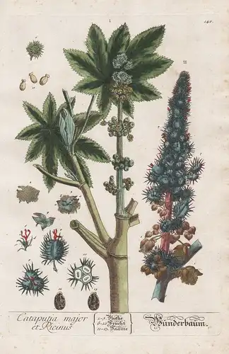 Cataputia major et Ricinus - Wunderbaum - Ricinus communis Rizinusbaum castor bean Palma Christi Rizinus Pflan