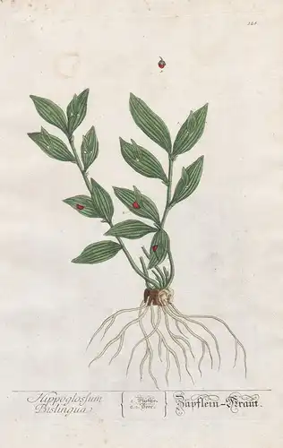 Hippoglossum Bislingua - Zäpflein-Kraut - Ruscus hypophyllum Pflanze plant botanical botany Kräuter herbs flow