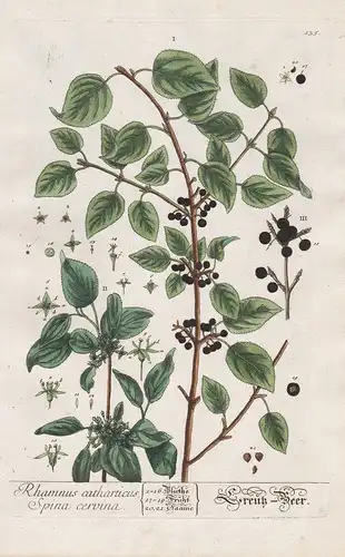 Rhamnus catharticus Sina cervina - Kreuz-Beer - Purgier-Kreuzdorn Wegedorn buckthorn Pflanze plant botanical b