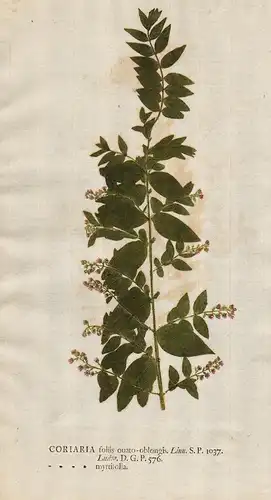 Coriaria foliis ... myrtifolia - redoul flower Blume Botanik botany botanical