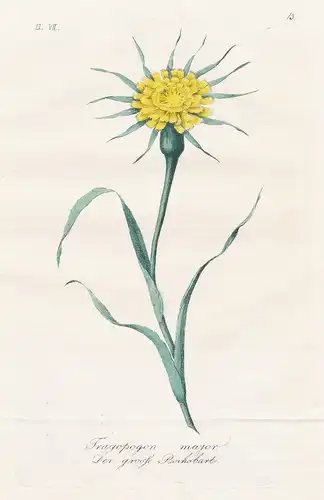 Tragopogon major / Der grosse Bocksbart - yellow salsify Großer Bocksbart flowers Blumen Botanik botany botani
