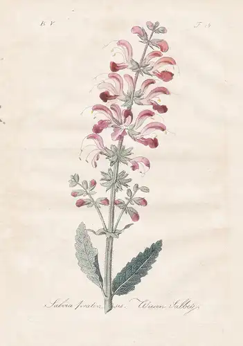 Salvia pratensis / Wiesen Salbey - meadow clary Wiesensalbei Blumen flowers Botanik botany botanical