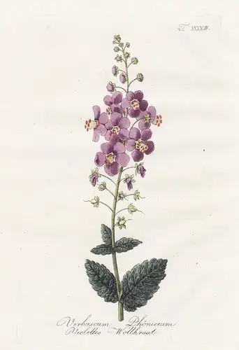 Verbascum Phöniceum / Violettes Wollkraut - Purpur Königskerze mullein flower Blumen flowers Botanik botany bo