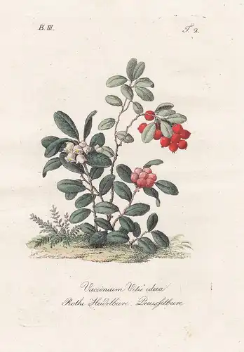 Vaccinium Vitis idaea / Rothe Heidelbeere Preusselbeere - lingonberry Preiselbeere berries Botanik botany bota