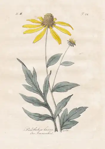 Rudbeckia Laciniata / Der Sonnenhut - cutleaf coneflower Schlitzblättriger Sonnenhut Botanik botany botanical