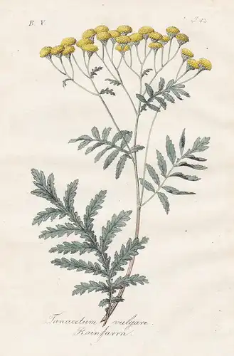Tanacetum vulgare / Rainfarrn - Tansy Rainfarn Blumen flowers Botanik botany botanical