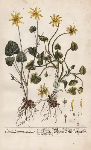 Chelidonium minus - Klein Schöl-Kraut - Schöllkraut Chelidonium greater celandine Pflanze plant botanical bota