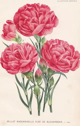 Oeillet Mademoiselle Else de Bleichröder - carnation Nelke Blumen flowers Botanik Botanical Botany