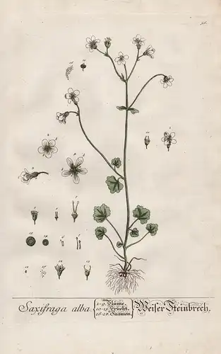 Saxifraga alba - Weißer Steinbrech - Rispen-Steinbrech saxifrage Pflanze plant botanical botany Kräuter herbs