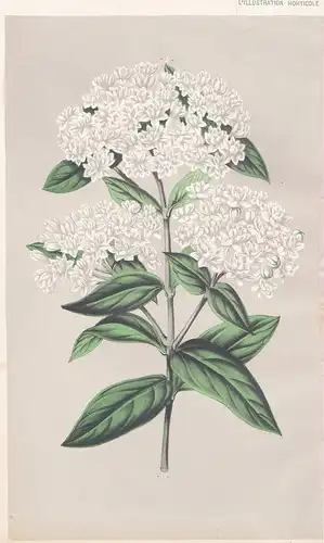 Bouvardia Varietas 'Alfred Neuner' - Kentucky America Amerika Botanik Botanical Botany