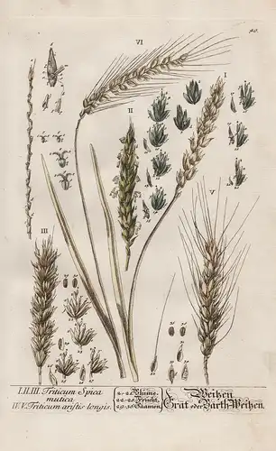 Triticum Spica mutica / Triticum aristis longis - Weizen / Grät oder Barth-Weizen - Weizen Wheat Triticum Getr
