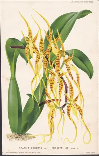 Brassia Caudata var. Hieroglyphica - orchid Orchidee orchids Blumen flowers Botanik Botanical Botany
