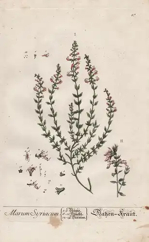 Marum Syriacum - Katzen Kraut - Teucrium marum Katzenkraut cat thyme Katzenthymian cat thyme Pflanze plant bot