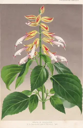 Salvia M. Issanchon - Brazil Brasil Botanik Botanical Botany