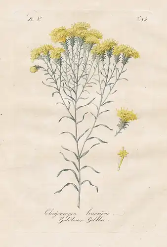 Chrysocoma linosyris / Goldhaar Goldlein - goldilocks aster Gold-Aster Blumen flowers Botanik botany botanical