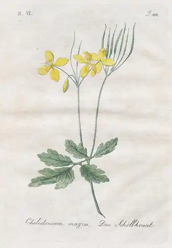Chelidonium majus / Die Schöllkraut - greater celandine Schöllkraut Botanik botany botanical