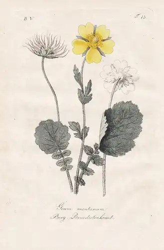 Geum montanum / Berg-Benedictenkraut - Alpine avens Berg-Nelkenwurz Blumen flowers Botanik botany botanical