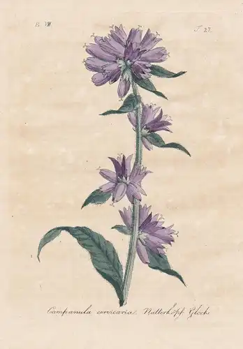 Campanula cervicaria / Natterköpf. Glock - bristly bellflower Borstige Glockenblume flowers Blumen flower Blum