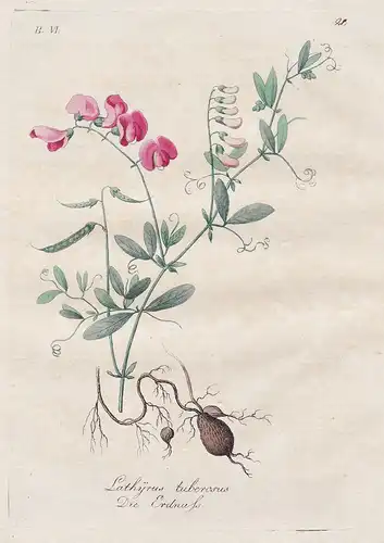 Lathyrus tuberosus / Die Erdnuss - tuberous pea Knollen-Platterbse Botanik botany botanical