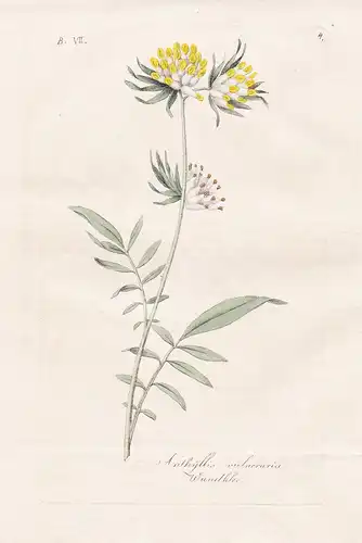 Anthyllis vulneraria / Wundklee - kidneyvetch Wundklee Blumen flowers Botanik botany botanical