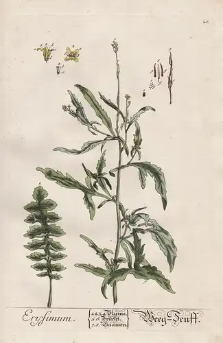 Erysimum - Weeg-Senff - Schöteriche wallflower Erysimeae Pflanze plant botanical botany Kräuter herbs flower f