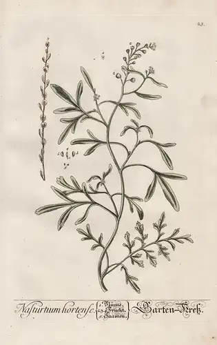 Nasturtium hortense - Garten Kreß - Brunnenkresse Brunnenkresse Watercress yellowcress Pflanze plant botanical