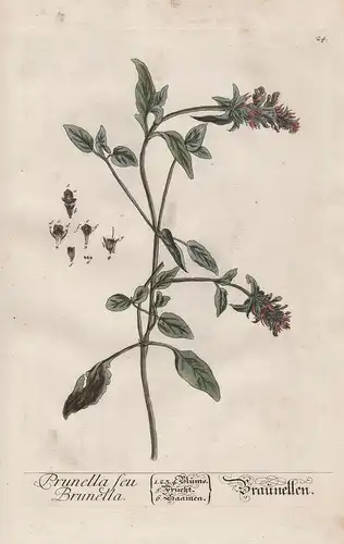 Prunella seu Brunella- Braunellen - Braunelle self-heals heal-all Pflanze plant botanical botany Kräuter herbs
