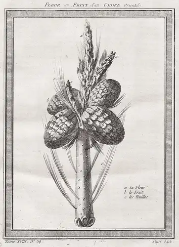 Fleur et fruit d'un Cedre oriental - Zeder Cedrus cedar Zapfen cone Botanik botany Pflanze plant Pflanzen plan