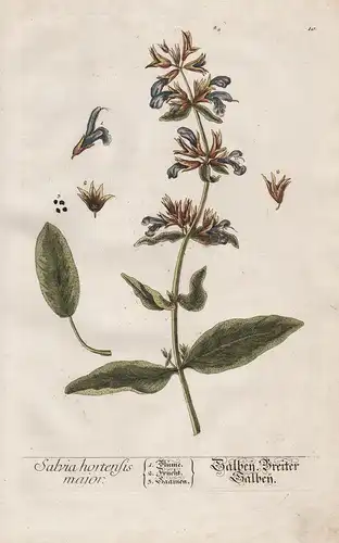 Salvia hortensis major - Salbey Breiter Salbey - Salbei Pflanze plant botanical botany Kräuter herbs flower fl
