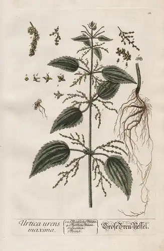Urtica urens maxima - Große Bren-Nessel - Brennnessel Eiternessel nettle Pflanze plant botanical botany Kräute