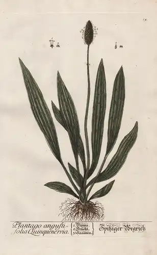 Plantago angustifolia Quinquenervia - Spitzer Wegrich - Spitzwegerich plantain Spießkraut Lungenblattl Pflanze