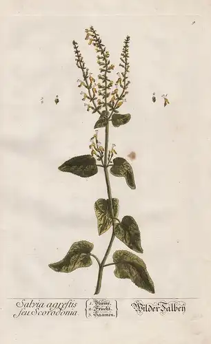 Salvia agrestis seu Scorodonia - Wilder Salbey - Salbei Pflanze plant botanical botany Kräuter herbs flower fl