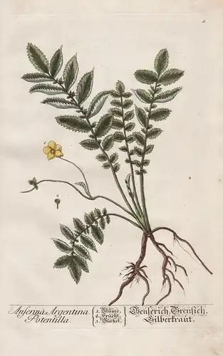 Anserina Argentina Potentilla - Genserich Brensich Silberkraut - silverweed Gänserich Pflanze plant botanical