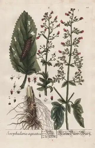 Scrophularia aquatica - Kleine Dürr-Wurz -  Geflügelte Braunwurz green figwort Pflanze plant Botanik botanical