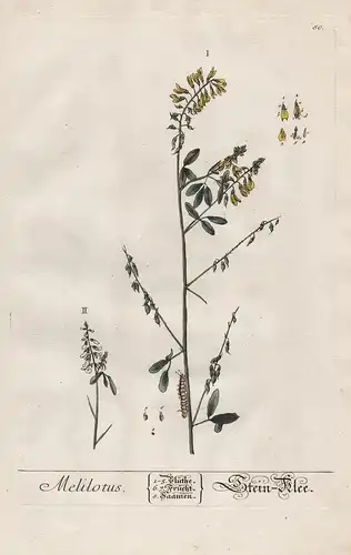 Melilotus - Stein-Klee - Klee clover melilot Steinklee Honigklee Pflanze plant Botanik botanical botany Kräute