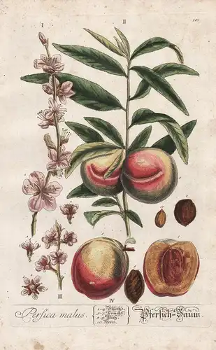 Persica malus - Pfersich-Baum -  Pfirsich Peach Prunus persica Pfirsichbaum Frucht fruit Pflanze plant Botanik