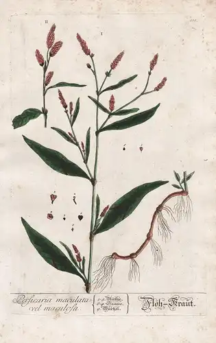 Persicaria maculata vel maculosa - Floh Kraut -  Floh-Knöterich lady's thumb Flohkraut Pflanze plant Botanik b