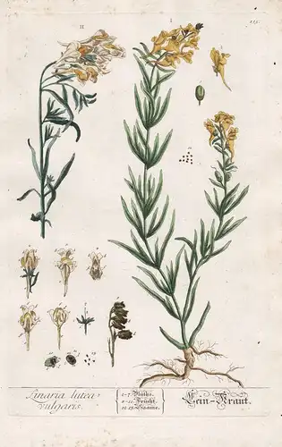 Linaria lutea vulgaris - Lein Kraut -  Leinkraut Löwenmaul toadflax Frauenflachs Pflanze plant Botanik botanic