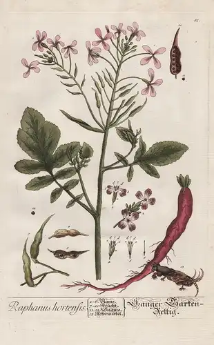 Raphanus hortensis - Langer Garten-Rettig -  radish Garten-Rettich Raphanus Rettich Pflanze plant Botanik bota