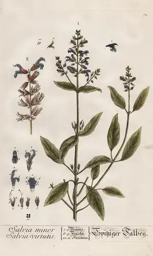 Salvia minor Salvia virtutis - Spitziger Salbey - Salbei Pflanze plant Botanik botanical botany Kräuter herbs