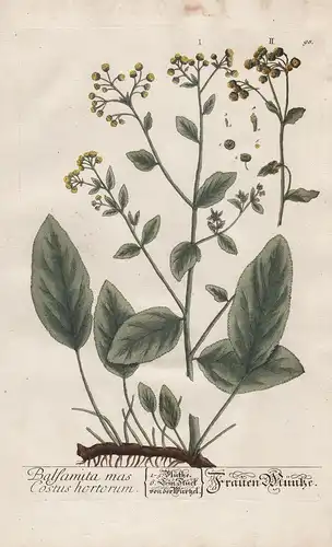 Balsamita mas Costus hortorum - Frauen Münze -  costmary Frauenminze Tanacetum balsamita Balsamkraut Pflanze p