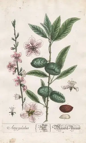 Amygdalus - Mandel-Baum -  Mandeln Almond Mandelbaum Mandelbäumchen Prunus amygdalus Pflanze plant Botanik bot